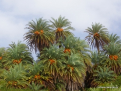 Vai Beach. Cretan Date Palm (Phoenix theophrasti) (11)