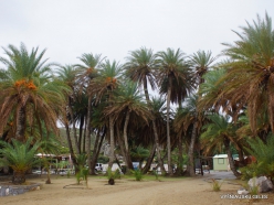 Vai Beach. Cretan Date Palm (Phoenix theophrasti) (2)