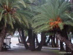 Vai Beach. Cretan Date Palm (Phoenix theophrasti) (5)
