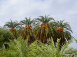 Vai Beach. Cretan Date Palm (Phoenix theophrasti) (8)