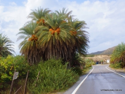 Vai Beach. Cretan Date Palm (Phoenix theophrasti) (9)