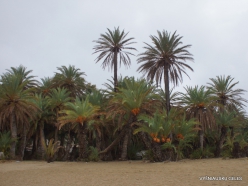 Vai Beach. Cretan Date Palm (Phoenix theophrasti)
