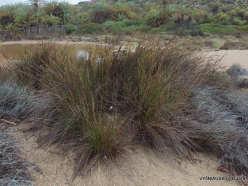 Vai Beach. Marram grass (Ammophila arenaria)