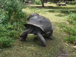 Seišeliai. Curieuse. Aldabros dramblinis vėžlys (Aldabrachelys gigantea)