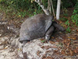 Seišeliai. Curieuse. Aldabros dramblinis vėžlys (Aldabrachelys gigantea)