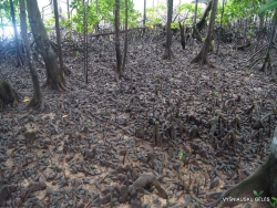 Seišeliai. Curieuse. Mangrovės. Didžiosios mangrovių sraigės (Terebralia palustris)