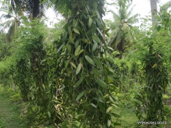 Seychelles. La Digue. L'Union Estade. Vanilės plantacija (Vanilla planifolia) (4)