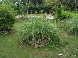 Seychelles. La Digue. Lemongrass (Cymbopogon sp.)