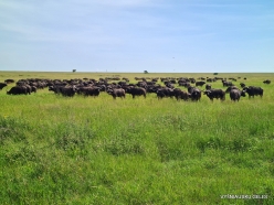 African buffalo (Syncerus caffer)