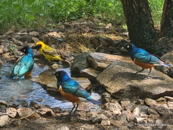 Birdbathing (3)