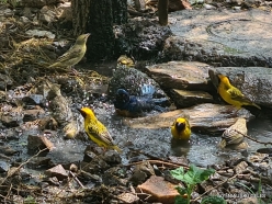 Birdbathing
