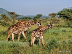 Giraffe (Giraffa tippelskirchi) (5)