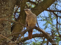Rufous-tailed weaver (Histurgops ruficauda) (2)