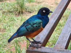 Superb Starling (Lamprotornis superbus) (4)