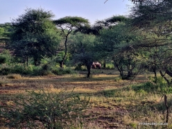 The bushes (2)