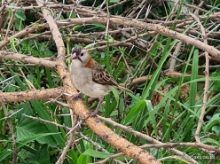 birds (2)