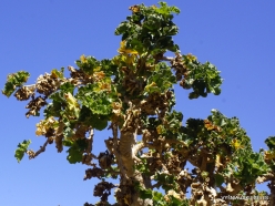 Homhill. Cucumber Tree (Dendrosicyos socotranus) (4)