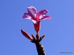 Homhill. Desert roses (Adenium obesum socotranum) (13)