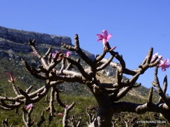 Homhill. Desert roses (Adenium obesum socotranum) (6)