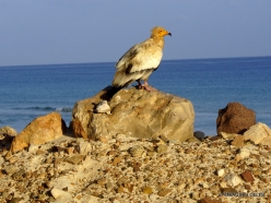 Arher Beach. Egyptian vulture (Neophron percnopterus) (2)