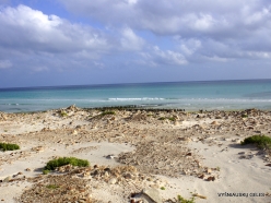 Arher Beach. Socotra cormorants (Phalacrocorax nigrogularis) (2)