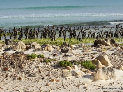 Arher Beach. Socotra cormorants (Phalacrocorax nigrogularis) (3)