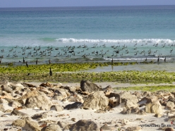 Arher Beach. Socotra cormorants (Phalacrocorax nigrogularis)