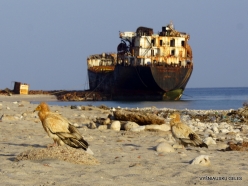 Gulf Dove. Abandoned ship (3)