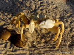 Kalleesa. Sand crabs (3)