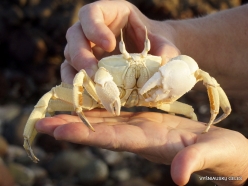 Kalleesa. Sand crabs (5)