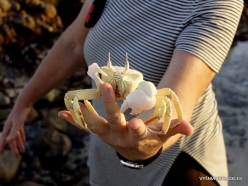 Kalleesa. Sand crabs (6)