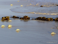 Kalleesa. Sand crabs (8)
