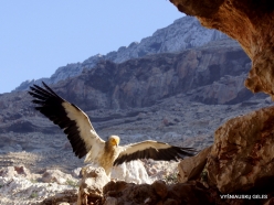 Near Arher Beach. Egyptian vulture (Neophron percnopterus) (2)