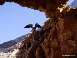 Near Arher Beach. Egyptian vulture (Neophron percnopterus) (3)