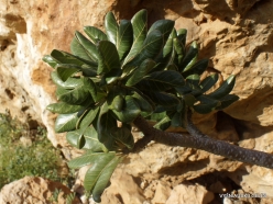 Alayeh cave. Desert roses (Adenium obesum socotranum)
