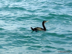 Dolphins Gulf. Socotra cormorants (Phalacrocorax nigrogularis)