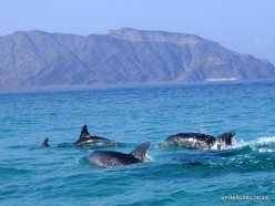 Dolphins Gulf. Spinner dolphins (Stenella longirostris) (3)