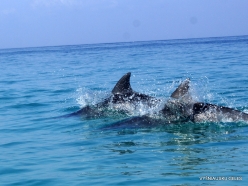 Dolphins Gulf. Spinner dolphins (Stenella longirostris) (4)
