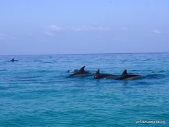 Dolphins Gulf. Spinner dolphins (Stenella longirostris)