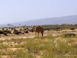 Near Ghubbah. Dromedary (Camelus dromedaries) (2)