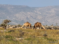 Near Ghubbah. Dromedary (Camelus dromedaries) (4)