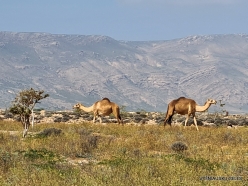 Near Ghubbah. Dromedary (Camelus dromedaries)