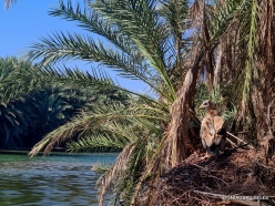 Near Qashio. Date palms (Phoenix dactylifera) (4)