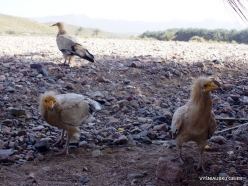 Near Qashio. Egyptian vulture (Neophron percnopterus) (2)