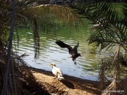 Near Qashio. Egyptian vulture (Neophron percnopterus) (3)