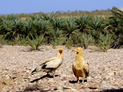 Near Qashio. Egyptian vulture (Neophron percnopterus)
