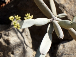 Wadi Kalysan. Cissus subaphylla (2)