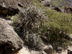 Wadi Kalysan. Cissus subaphylla (3)