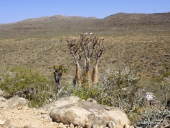 Wadi Kalysan. Desert roses (Adenium obesum socotranum) (12)