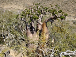 Wadi Kalysan. Desert roses (Adenium obesum socotranum) (13)